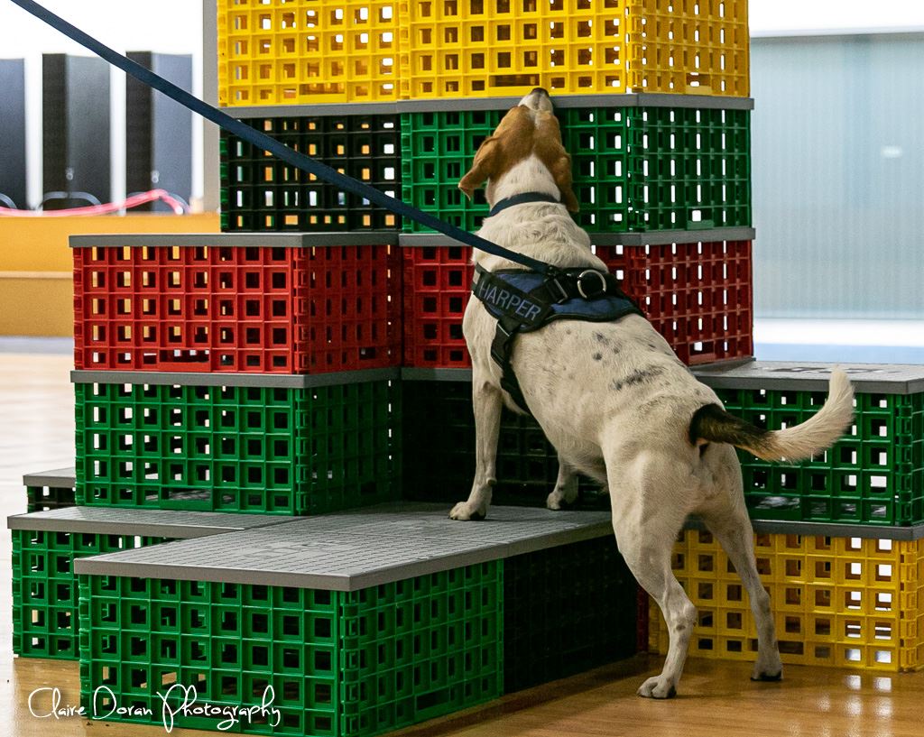 a beagle sniffs some crates with a blue harness on that says his name 